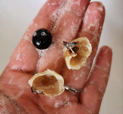 Ecococo Soapberries Natural Dish Drop 1L (bottle) - Pet Friendly (Expiry : 07/26)